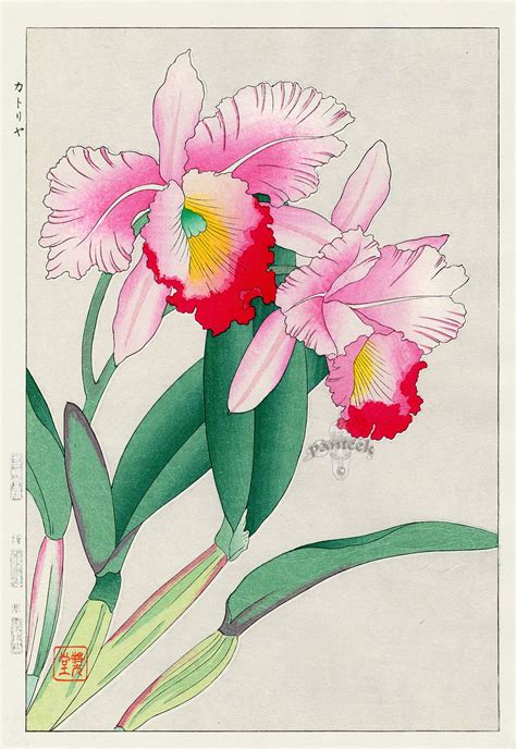 Cattleya Orchid From Shodo Kawarazaki Spring Flower Japanese Woodblock