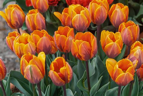 Tulip How To Grow And Care For Tulip Plants