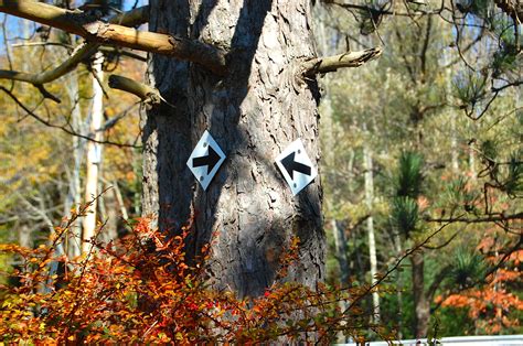 Free Images Tree Forest Branch Leaf Trunk Wildlife Autumn