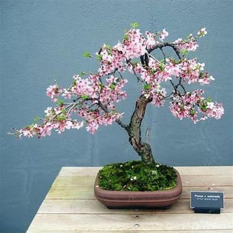 Bonsai Weeping Cherry Tree Seeds For Planting 10 Seeds Etsy In 2021