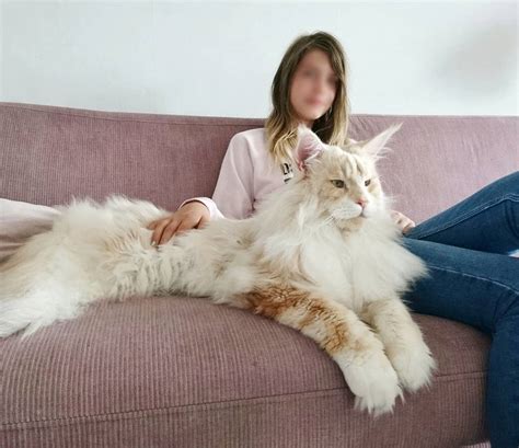 Meet Lotus The Huge Fluffy Maine Coon Cat Thats Going Viral On Instagram