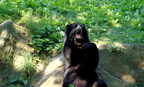 Fun Spectacled Bear Facts For Kids Kidadl