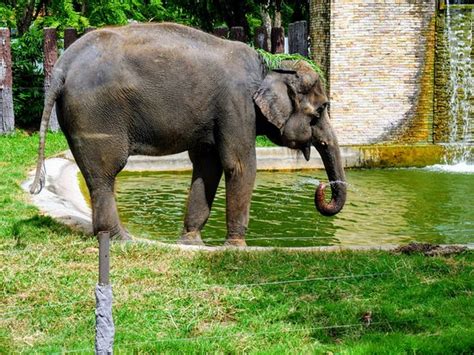 Dusit Zoo Bangkok Aggiornato 2017 Tutto Quello Che Cè Da Sapere
