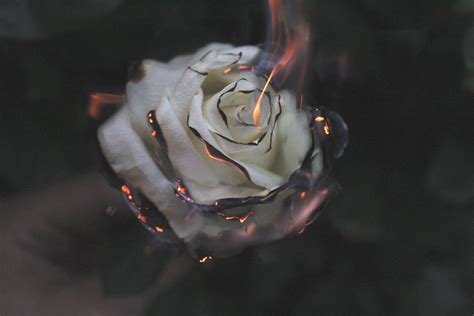 1920x1080 Rose Fire Photography Smoke Laptop Full Hd 1080p