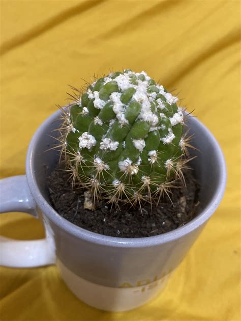Guys My Cactus Has Grown All This White Fuzzy Stuff What Is It And