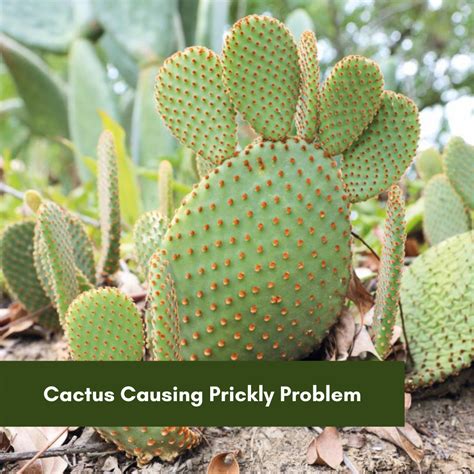 Cactus Causing Prickly Problem Hunter Region Landcare Network