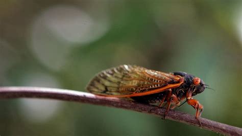 For Cicadas And A Researcher Who Studies Them Its All About Sex Mpr