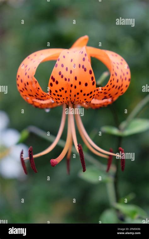 Spotted Lily High Resolution Stock Photography And Images Alamy