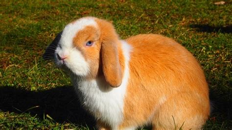 How Much Does A Holland Lop Bunny Cost 2023 Update Pet Arenas