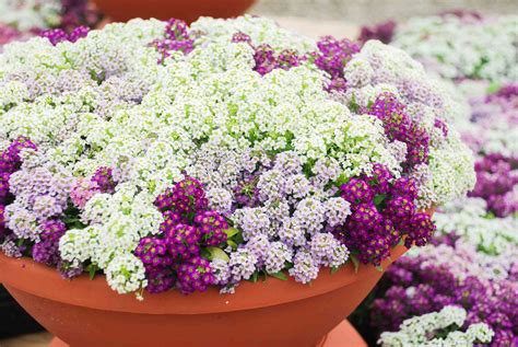 Sweet Alyssum Plant Care And Growing Guide