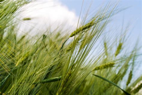 Free Images Nature Growth Sky Field Farm Meadow Barley Wheat
