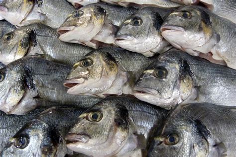 Free Photo Fresh Fish Culinary Edible Fish Free Download Jooinn