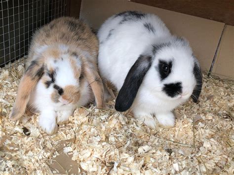 Baby Dutch Mini Lop Bunny Rabbits In Tn24 Ashford For £3500 For Sale