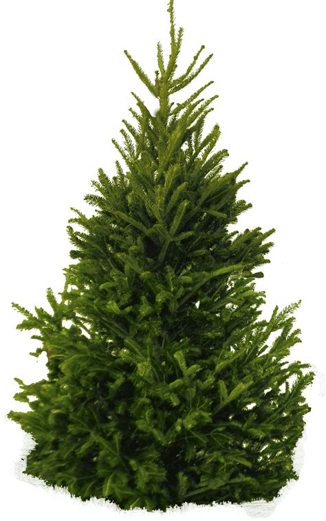 Large collections of hd transparent christmas png images for free download. Real Christmas Tree PNG - Christmas PNG image & Clipart ...