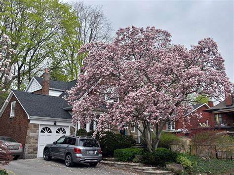 Magnificent Magnolias And Other Beautiful Blooms Raise The Hammer