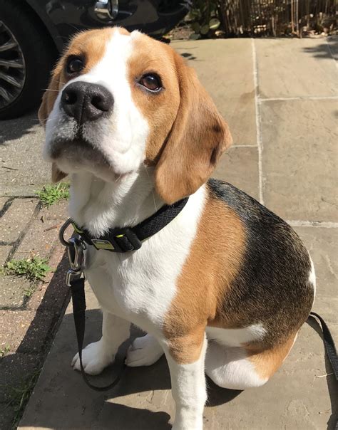 Louie Now 8 Months Old 😍 Rbeagle