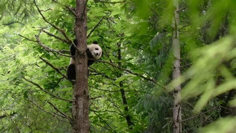 Giant Pandas No Longer Endangered But Still ‘vulnerable Says China