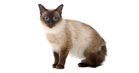 The Balinese Cat Information About This Cat Breed