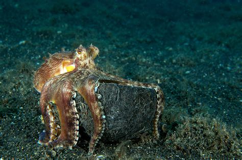 Octopus Sealife Underwater Ocean Sea Art Artwork