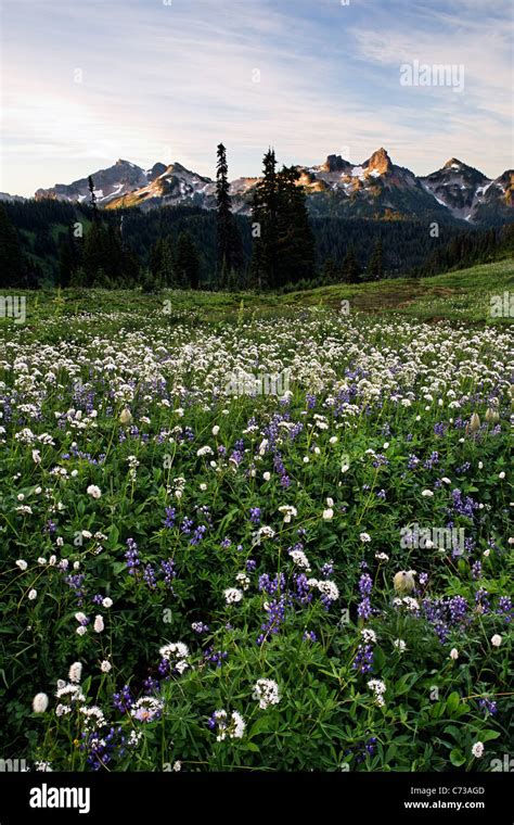 Wildflower Meadow Below Tatoosh Range Edith Creek Basin Mount Rainier