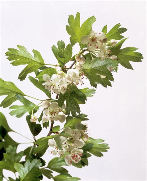 He said that we belonged together because he was born with a flower and i was born with a butterfly and that flowers and butterflies need. Hawthorn Flowers Photograph by Sheila Terry/science Photo ...