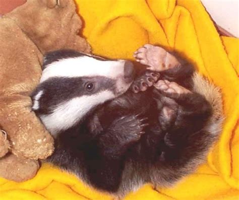 Baby Eurasian Badger I Think These Little Guys Are Just Adorable