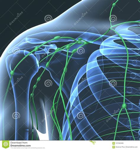Lymph Nodes With Skeleton Body At Shoulder Stock Illustration