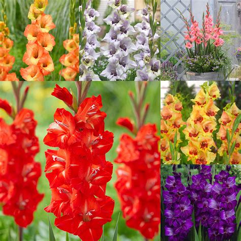 Gladioli Dwarf Flowering Collection Mirror Garden Offers