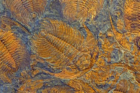 Más Información Sobre Los Períodos De La Era Paleozoica