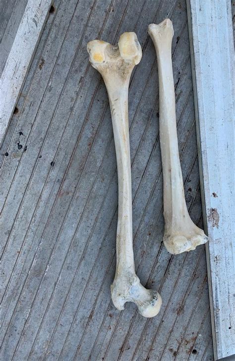Bone Located Believed To Be Human At Port Macquarie News Com Au