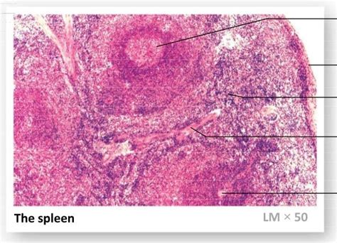 Histology Of The Spleen Diagram Quizlet