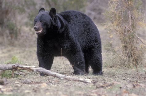 หมีควาย Asian Black Bear