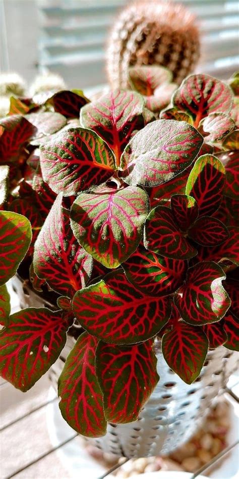 Three is often the magic number when it comes to oxalis.the most common species grown as a houseplant is oxalis triangularis which has three common names, false shamrock, purple shamrock and love plant. 15 Impressive Red Indoor Plants For Your Home! in 2020 | Euphorbia plant, Red plants, Indoor plants