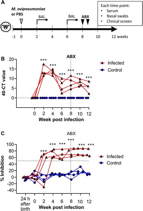 Experimental Infection Of Specific Pathogen Free Domestic Lambs With