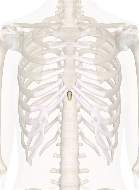 The Xiphoid Process Anatomy And 3d Illustrations