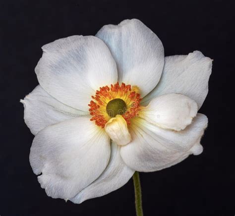 Single Isolated White Autumn Anemone Blossom With Detailed Texture On