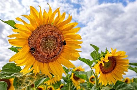 7 Tipos De Girasoles Nombres Características Y Fotos