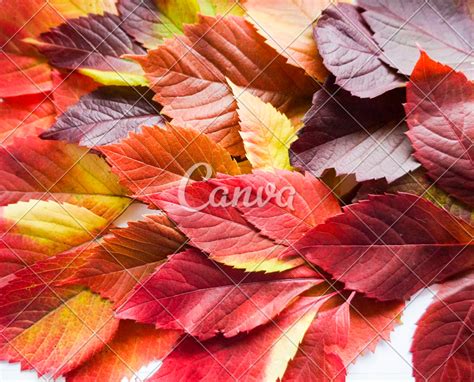 32 Wallpaper Autumn Leaves Background Venera Wallpaper