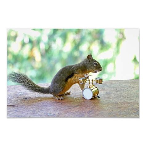 Squirrel Playing Drums Photo Print Zazzle