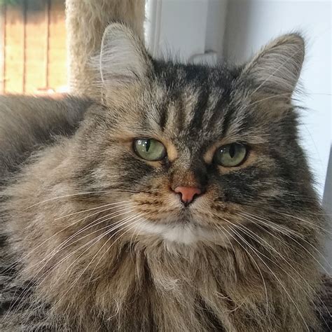 Siberian Forest Cat Wirral Whiskers