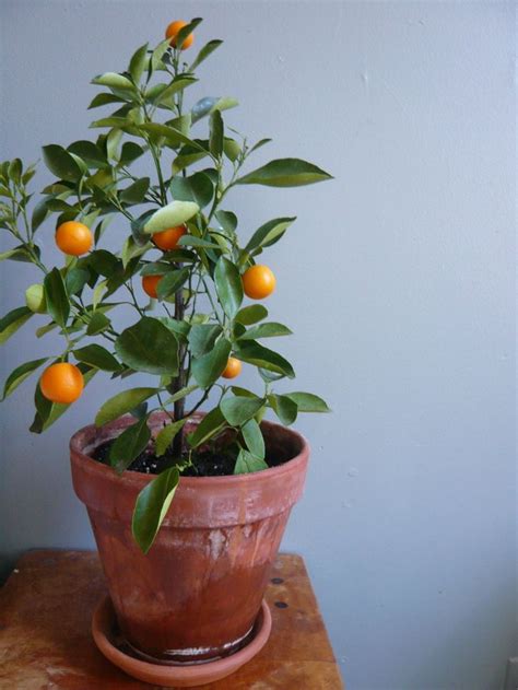 Potted Calamondin Orange Tree Gardening Pinterest
