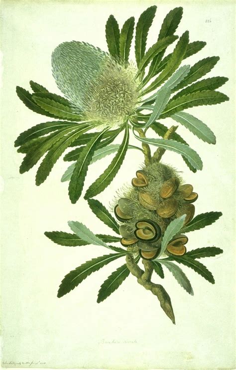 About Sydney Parkinson Botanical Art And Artists