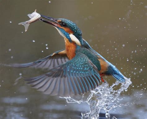 What Is A Kingfisher With Pictures