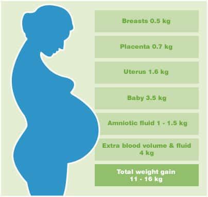 Pregnancy Weight Gain Chart By Week Kg Beauty Clog