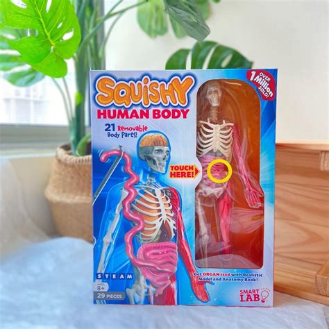 Smartlab Toys Squishy Human Body Hobbies And Toys Toys And Games On Carousell