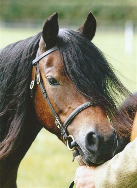 hisley precious gift halstock blackertor studs dartmoor pony cute ponies horses  dogs