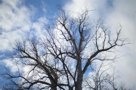 Leafless Trees Under Cloudy Blue Sky · Free Stock Photo