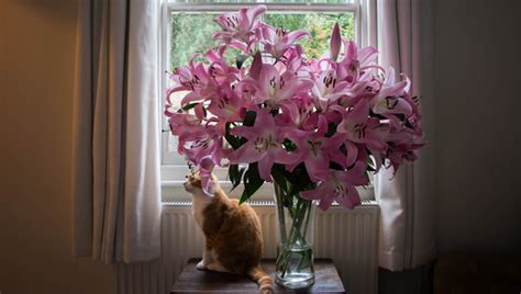 Easter Safety Lilies Are Dangerous For Cats Heres What You Should