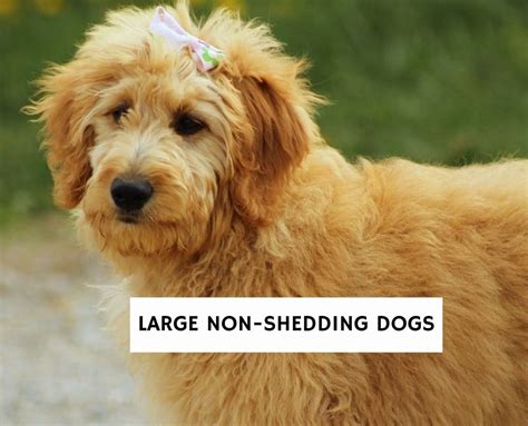 6 Large Non Shedding Dog Breeds 2024 We Love Doodles