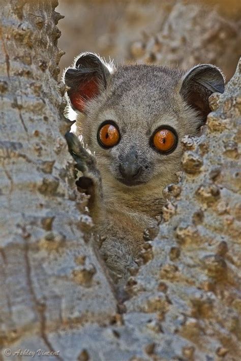 Surprised Sportive Lemur Spiny Tree Forest Southeastern Madagascar